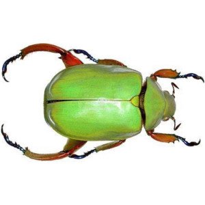 CHRYSINA ADOLPHI CHRYSINA ADOLPHI